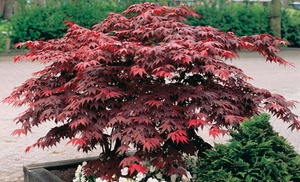 Japanese Maple Acer Trees - Up to 6 Plants with Optional Patio Pots 