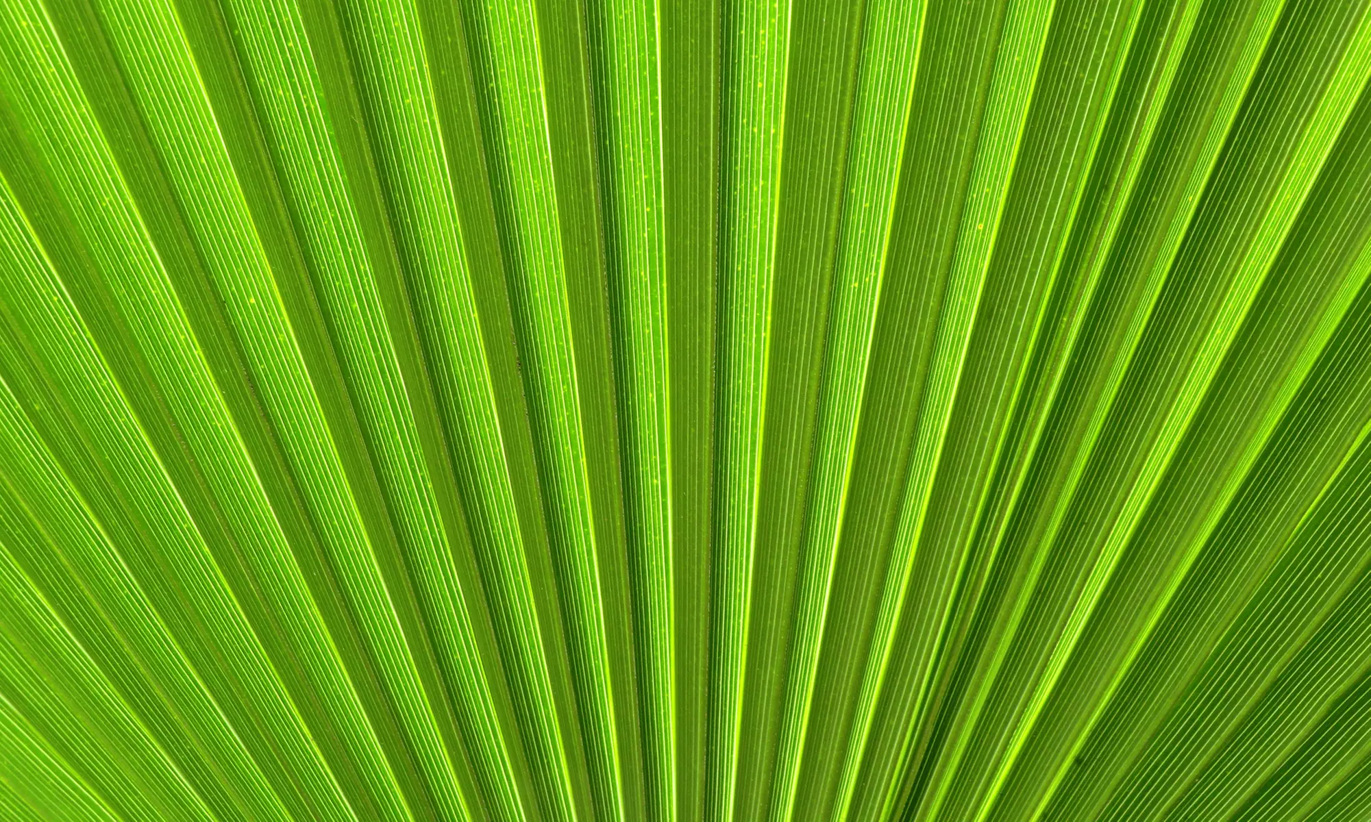 1x oder 2x Mexikanische Washingtonpalme