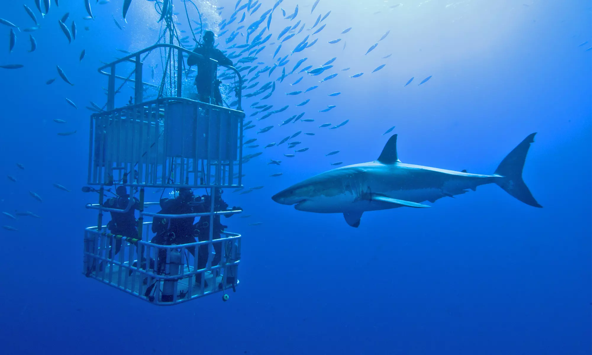 Shark Cage Snorkeling Experience for One, Two, or Six at Shark Diving Miami (Up to 45% Off) - Primary Image