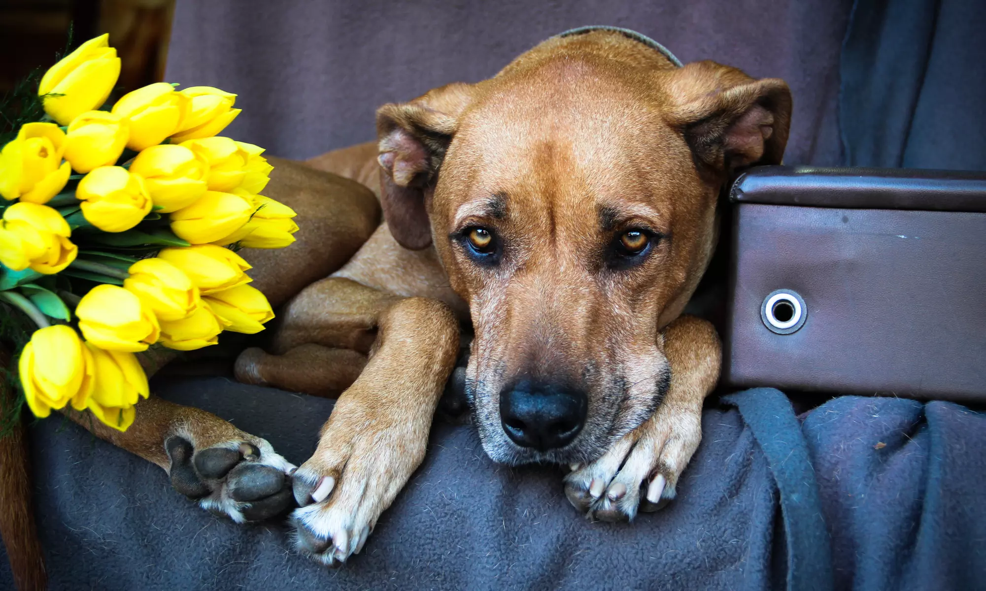 60-Minute Pet Photo Shoot from Nekospective (70% Off) - Primary Image