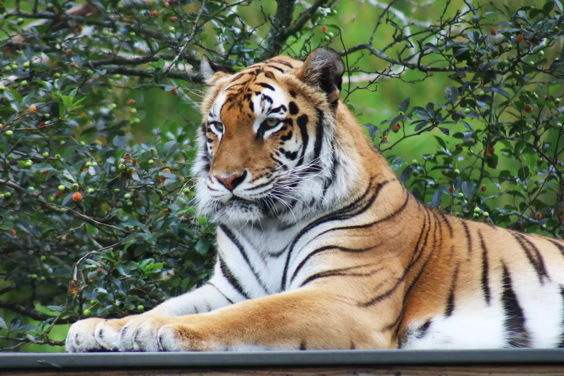 CityPASS- Save up to 46% on Admission to Top Boston Attractions