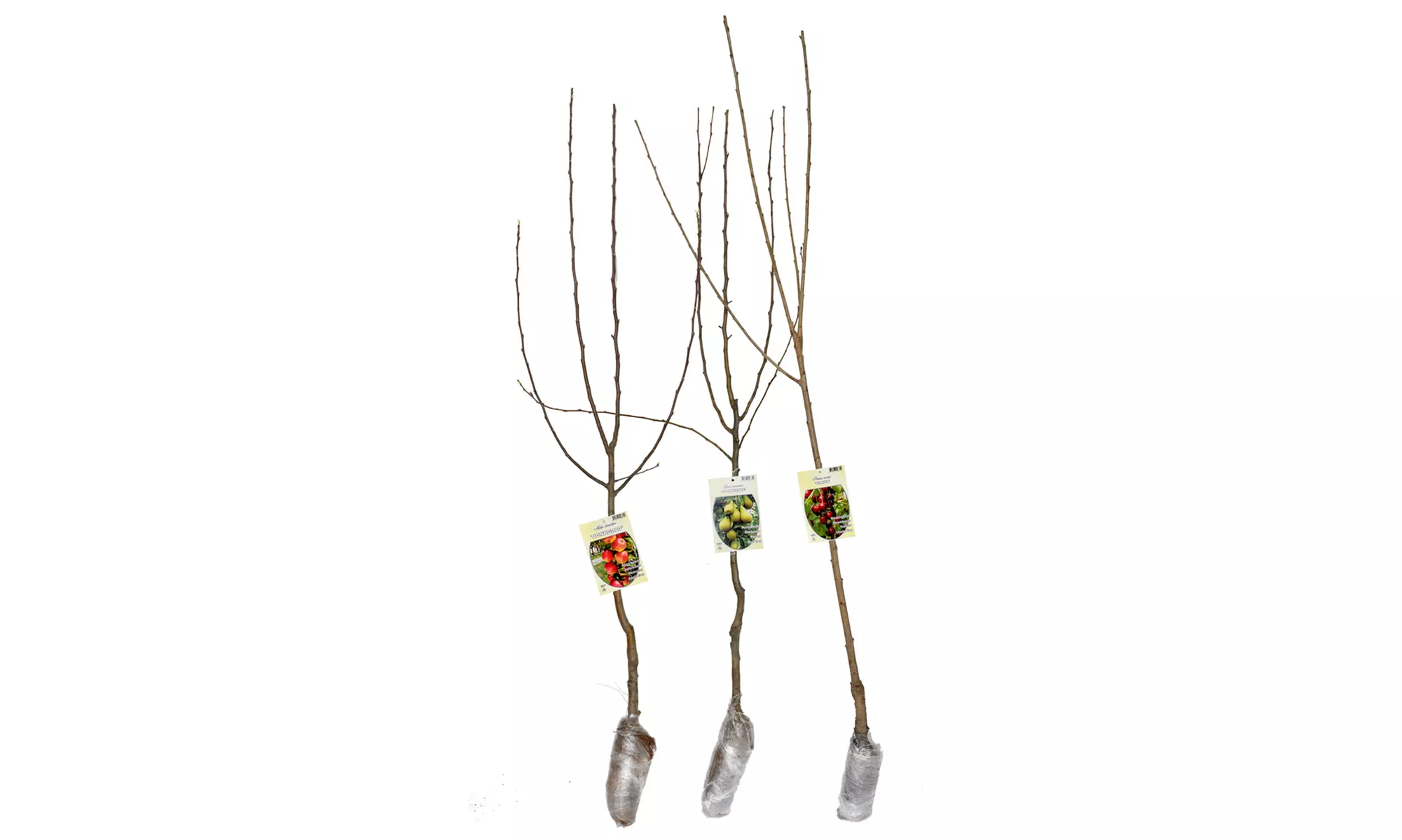 3x oder 5x Set Obstbäume