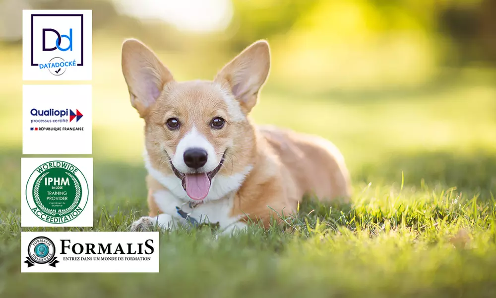 Formation en ligne “Elevage d’animaux de compagnie” avec Formalis (88% de réduction) - Primary Image