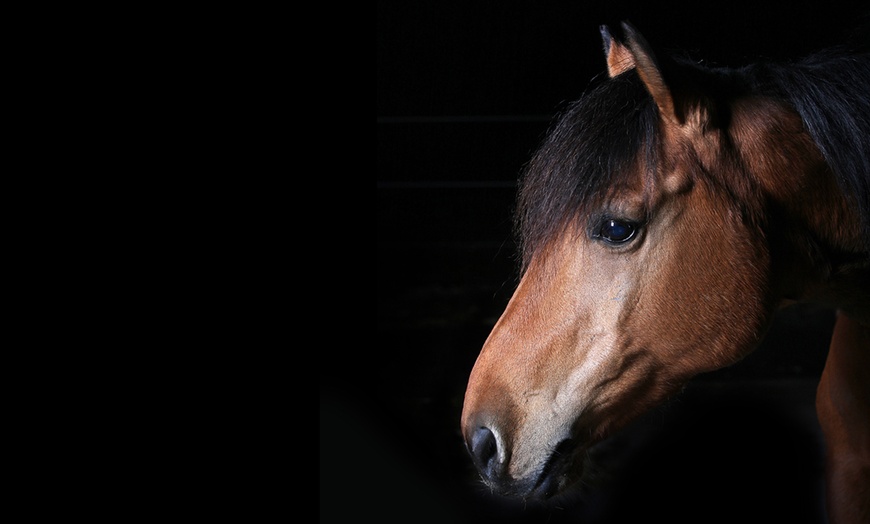 Image 2: 1h de shooting photo cheval 