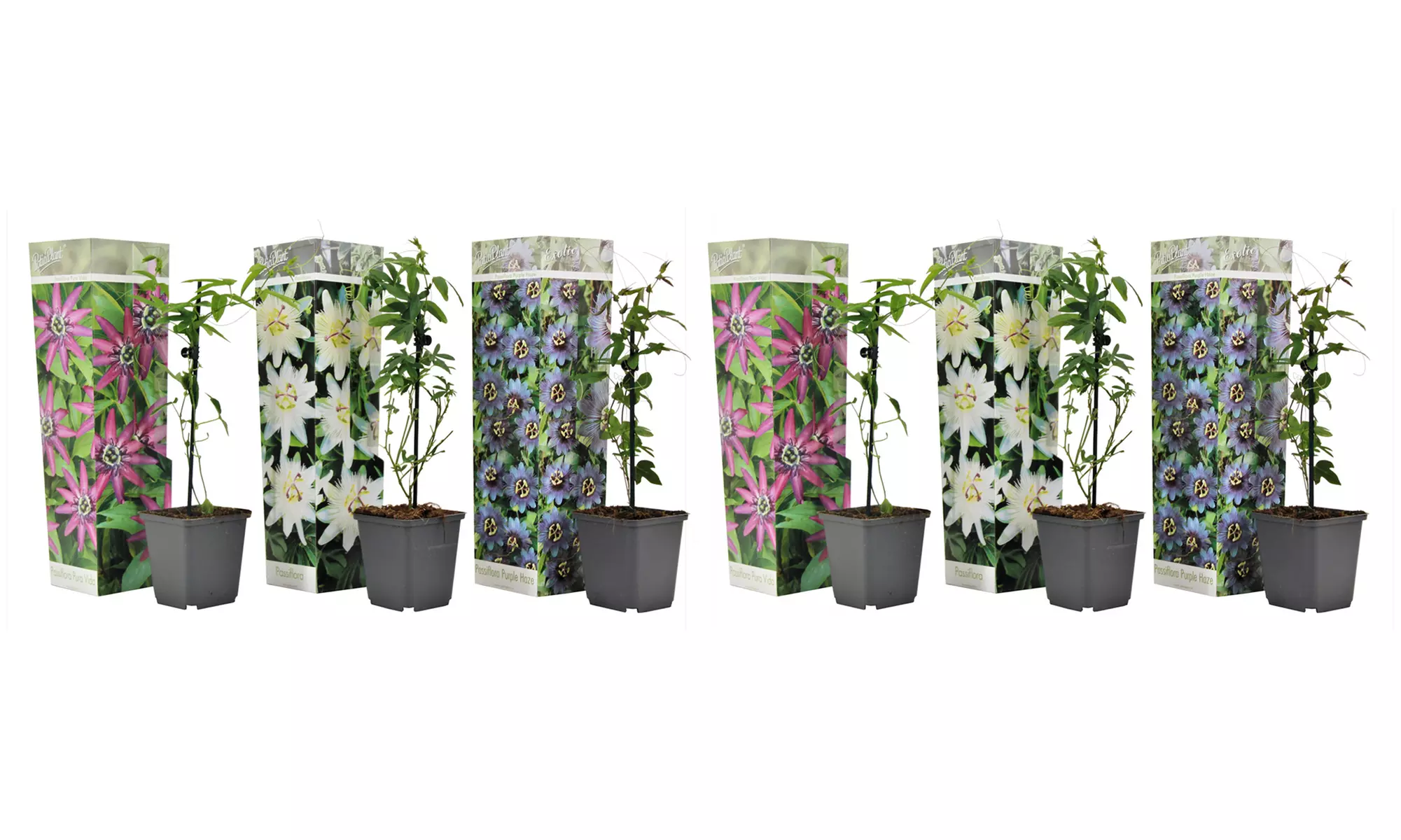 Lot de 3 ou 6 différentes sortes de Passiflora - Image 6