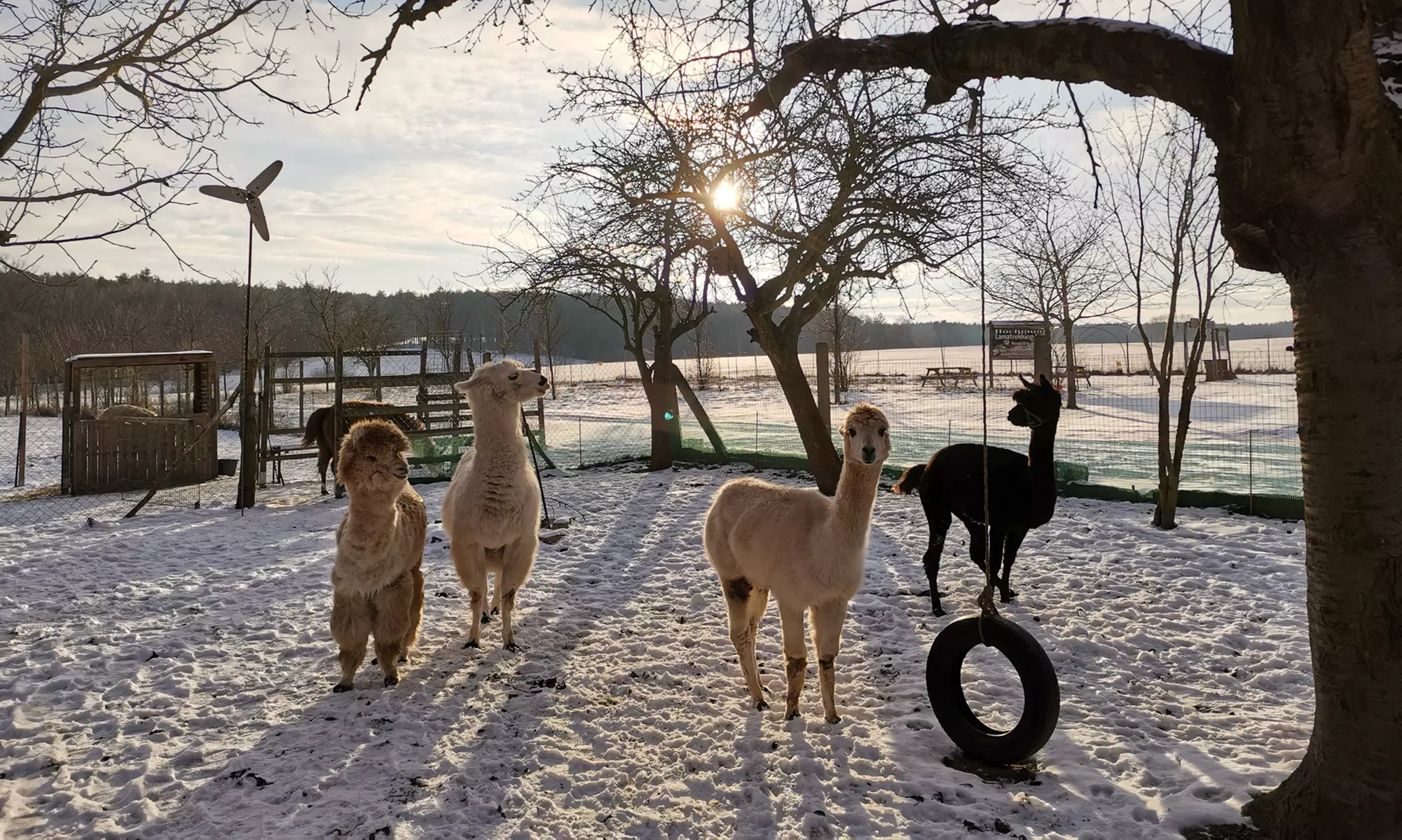 2 Std. Alpaka-Parcouring auf der Weide für bis zu 5 Personen bei Hochmoor Lamatrekking (bis zu 33% sparen) - Primary Image