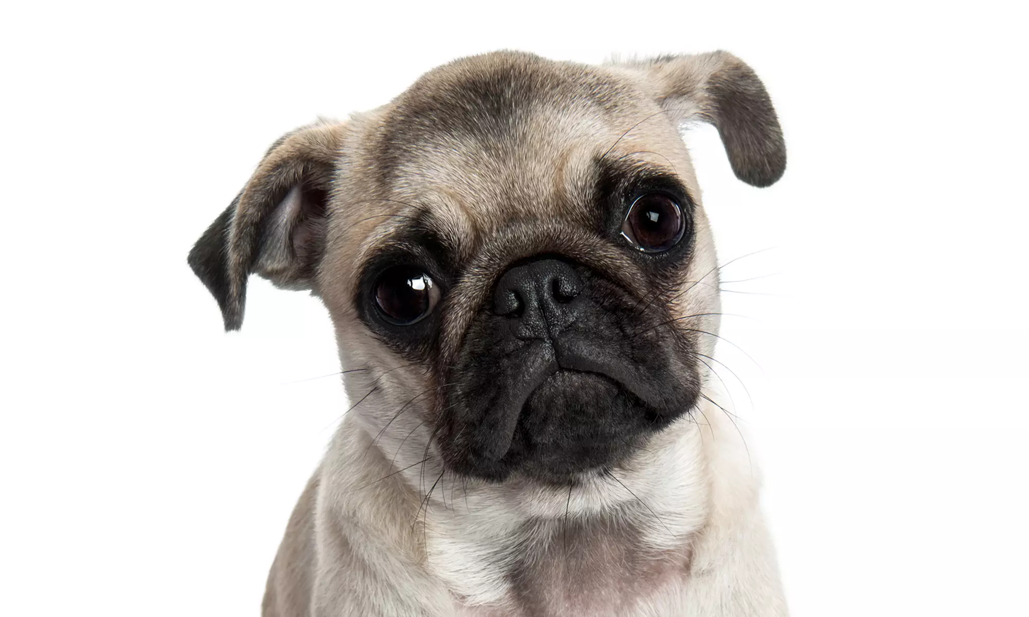 Canine Prevention Package or Two Nights of Pet Boarding at Heart of Ankeny Animal Hospital (50% Off) - Primary Image