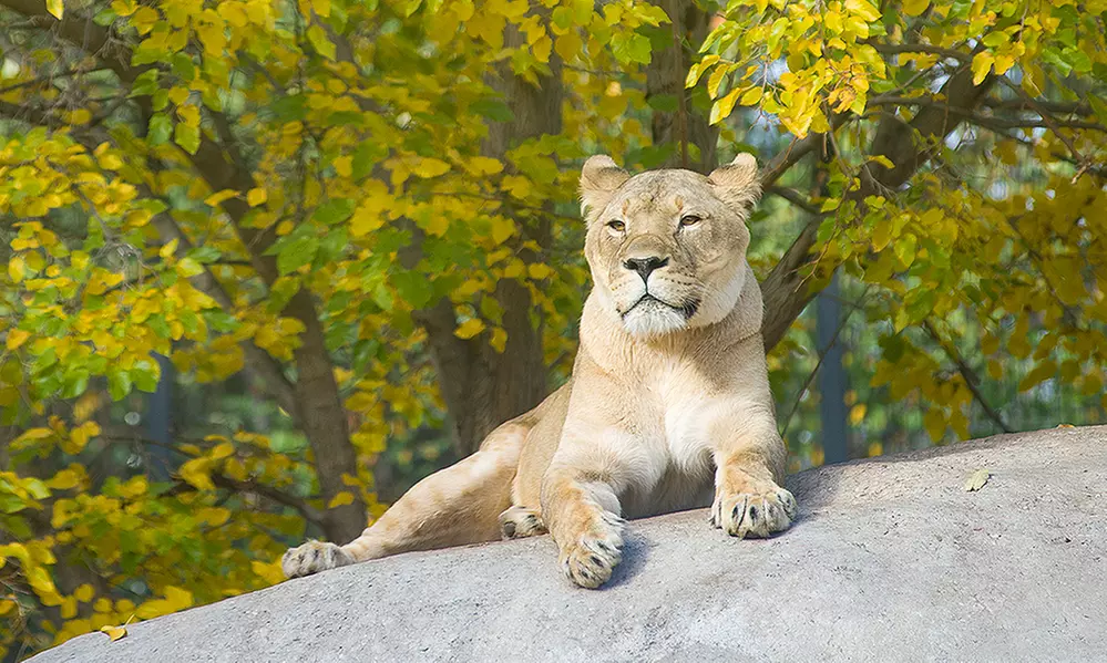 Zoo Admission for Two or Four People at Pueblo Zoo (Up to 40% Off) - Primary Image