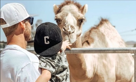 Admission (Valid Any Day) - For 1 Child (ages 3-12) - Sugarplum Zoo and Chocolates - Temecula