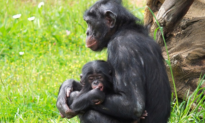 Image 2: Entrées à la Vallée des Singes