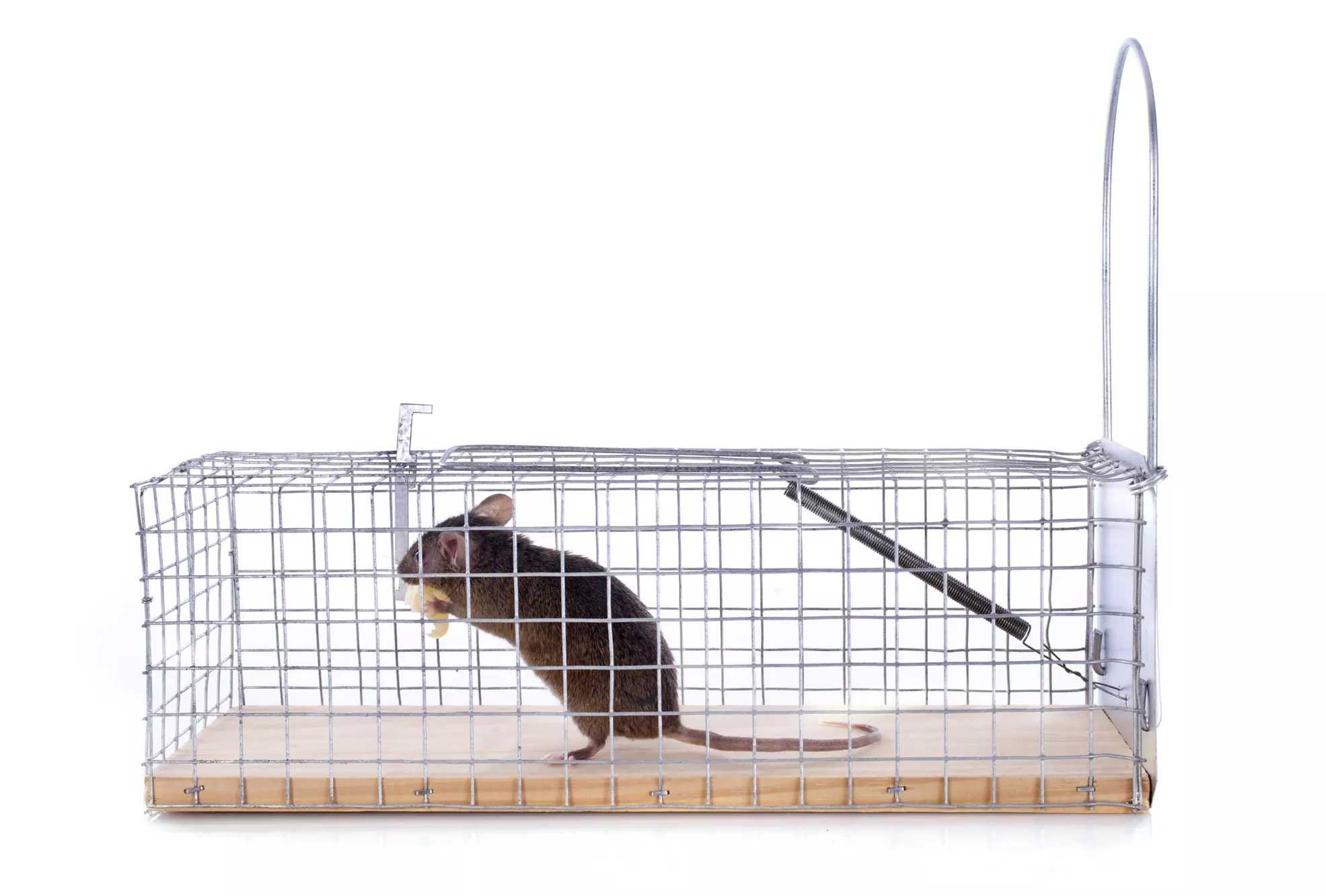 Rodent-Inspection Service from Simmons and Crowe Pest Control  (45% Off) - Primary Image
