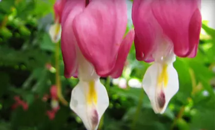 Perennials and Plants at Made in the Shade Perennials in Gananoque (Up to 52% Off). Two Options Available. - Primary Image