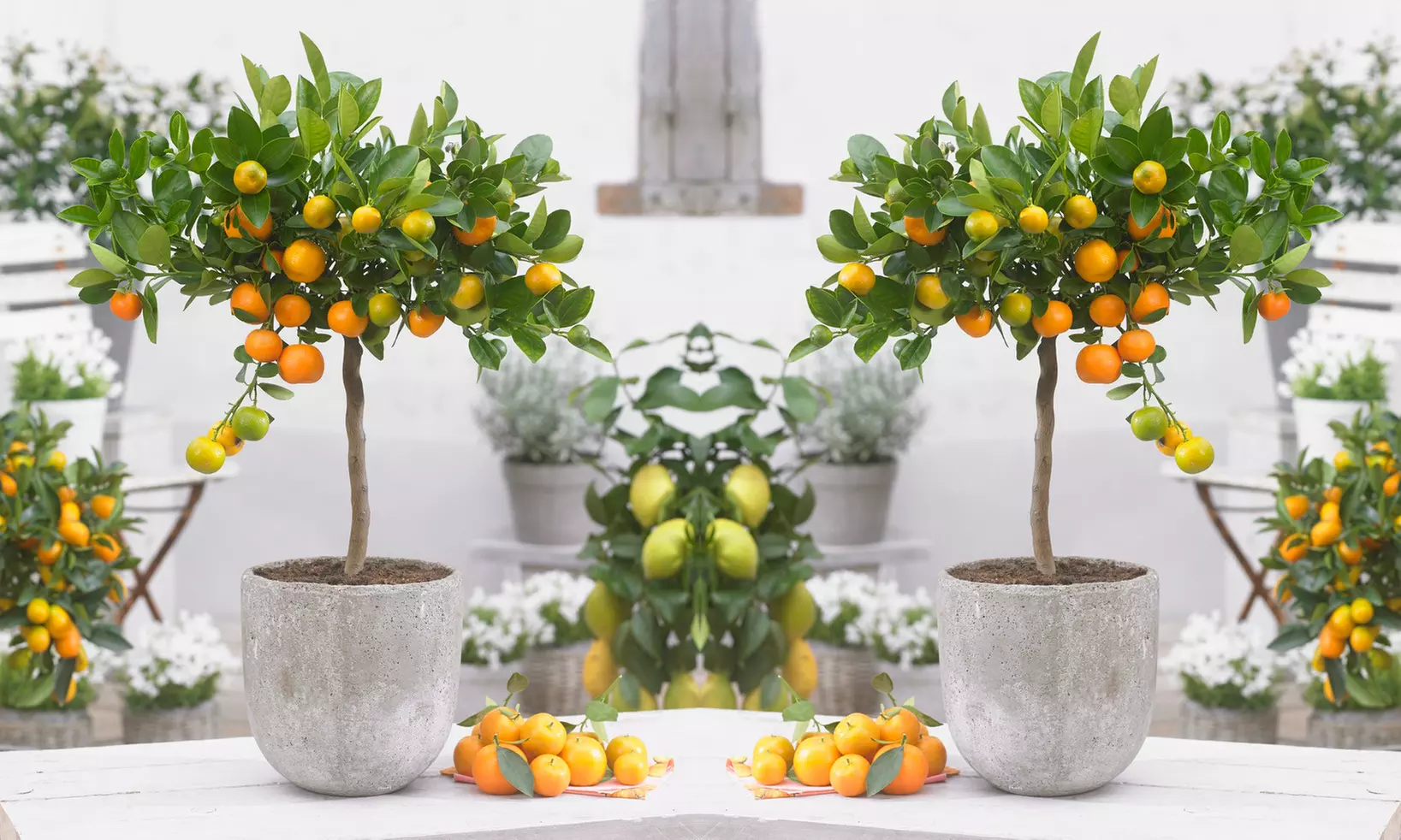 1 ou 2 agrumes en pot, calamondin, citrus limon ou kumquat - Primary Image