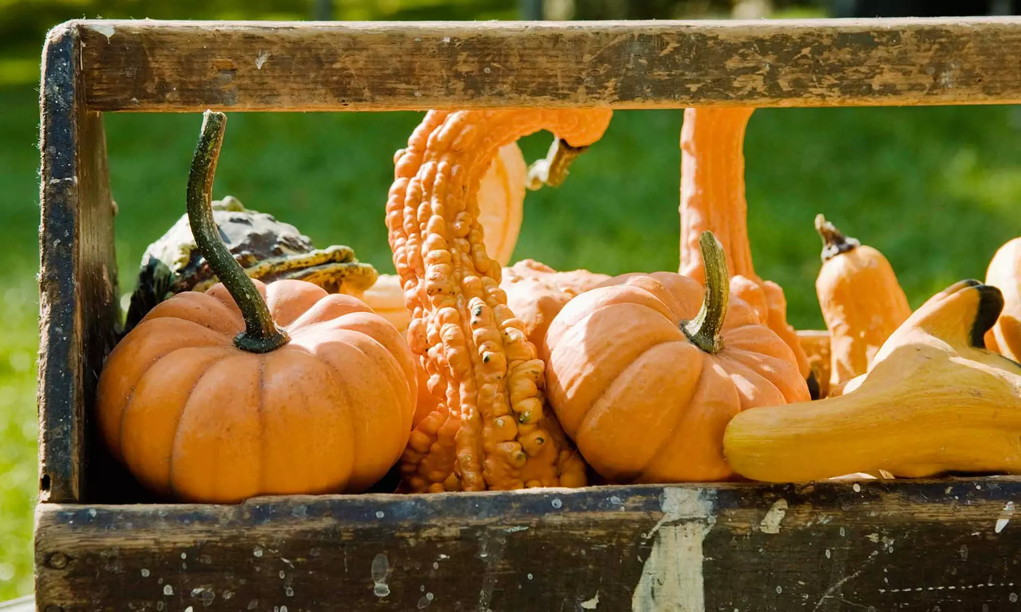 Fall Activities for Two or Four at Berryland Farms of Texas (44% Off) - Primary Image