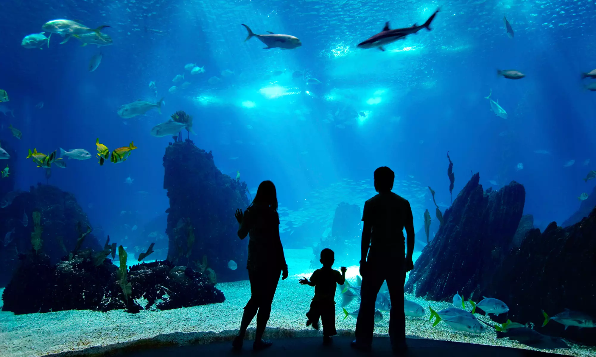 $50 for $100 Worth of Home-Aquarium Services from Aquarium Technicians of Houston - Primary Image