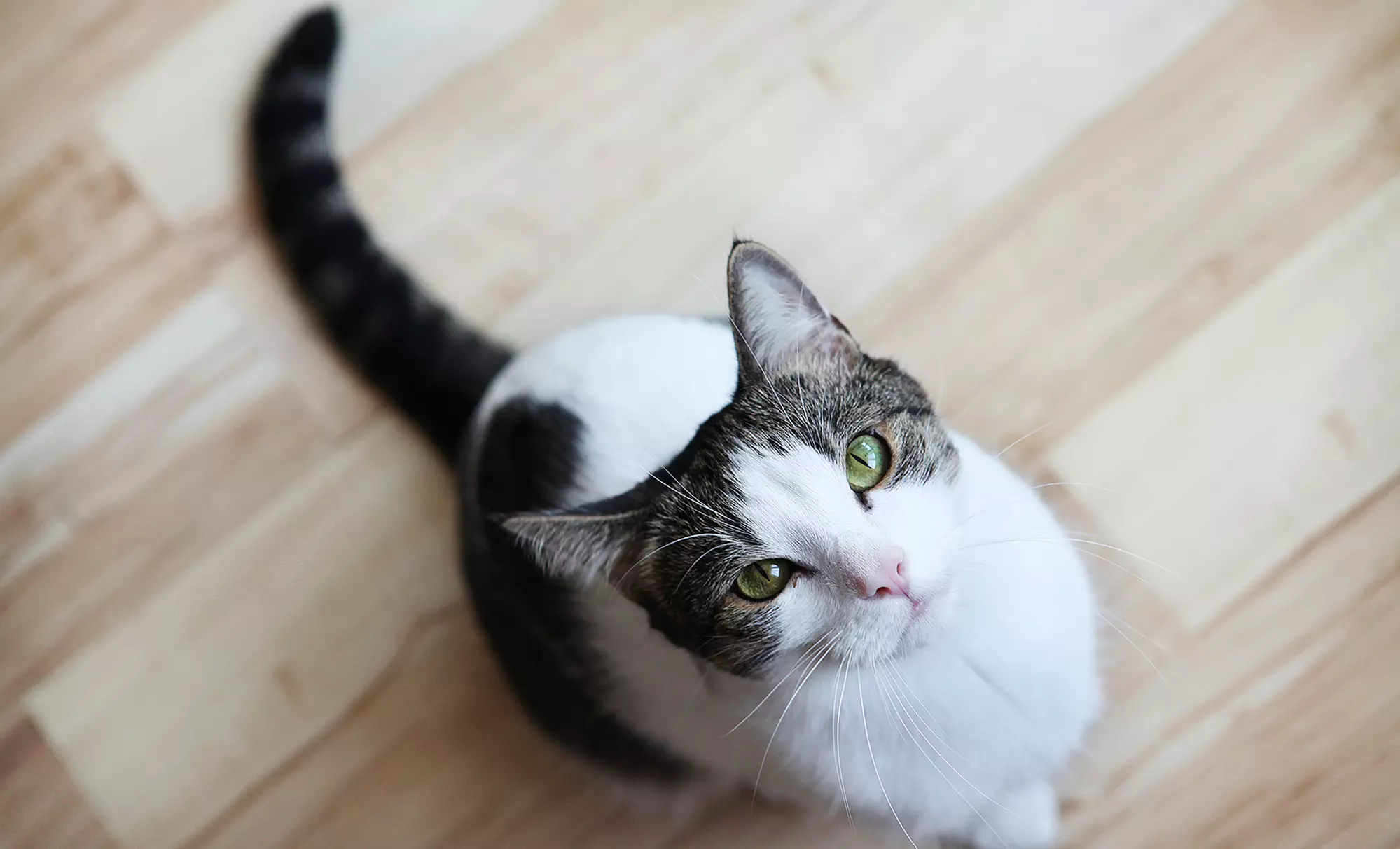 99% Dust-Free Cat Litter from Bulk Cat Litter Warehouse (Half Off). Two Options Available. - Primary Image