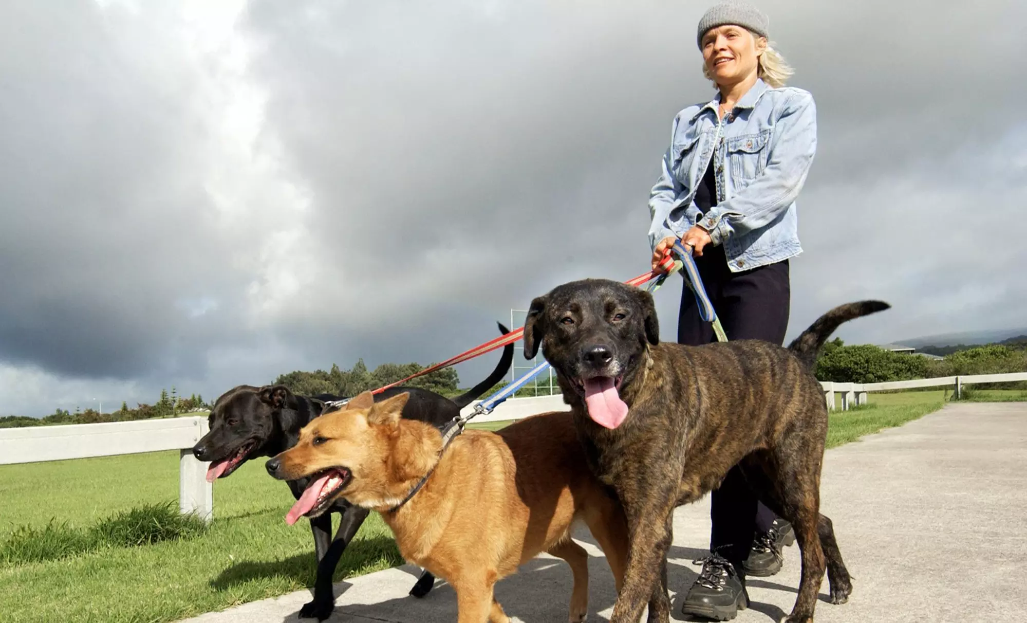 Two Dog Walks from LosFelizDogWalk (50% Off) - Primary Image
