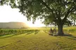 Enjoy an Indoor Vineyard Wine Tasting Experience for One, Two or Four at Denbies Wine Estate (Up to 42% Off) - Second Medium