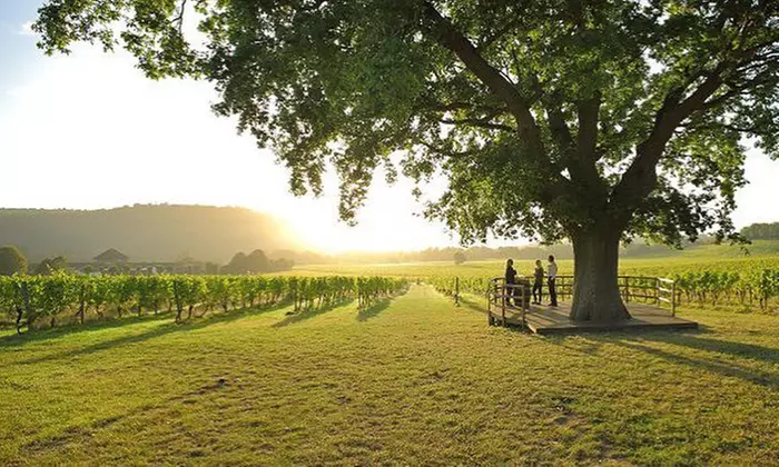 Wine Lovers’ Escape: Indoor Classic Wine Experience for 1, 2, or 4