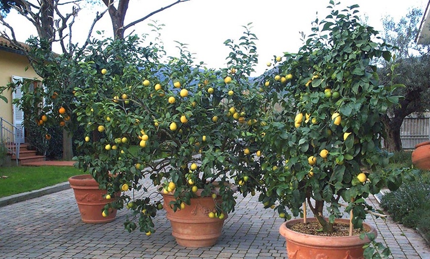 Image 3: Italian Citrus Trees