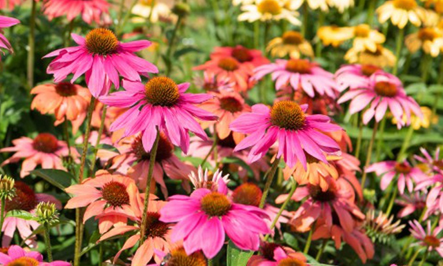 Image 1: Echinacea 'Nectar Pink' - 12 or 24 Plants