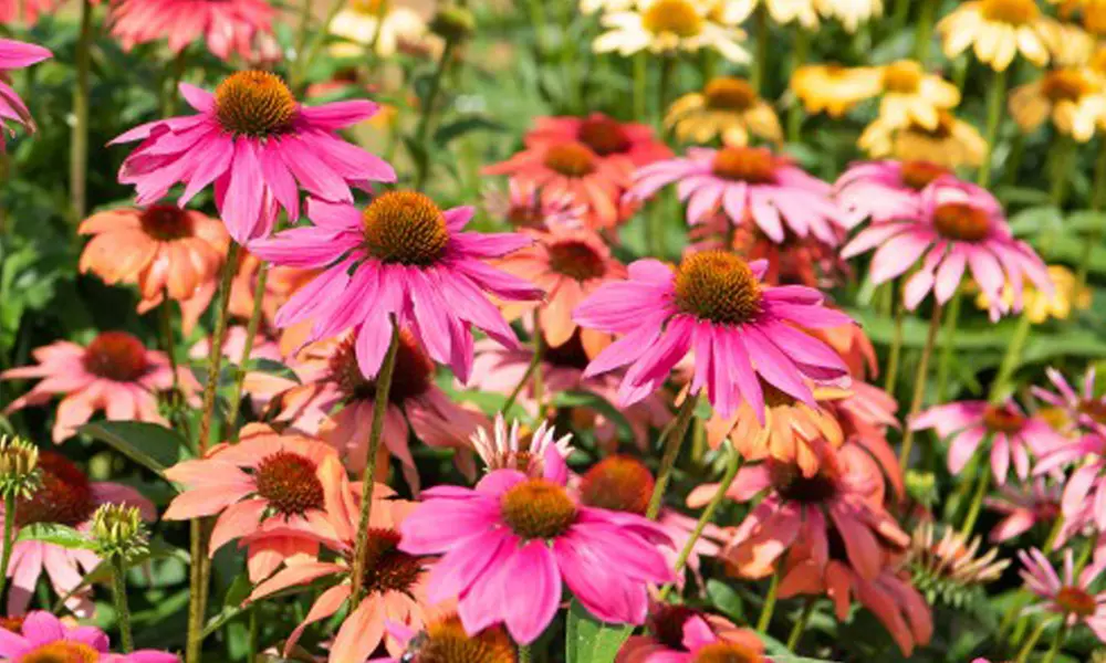 Echinacea 'Nectar Pink' - 12 or 24 Plants