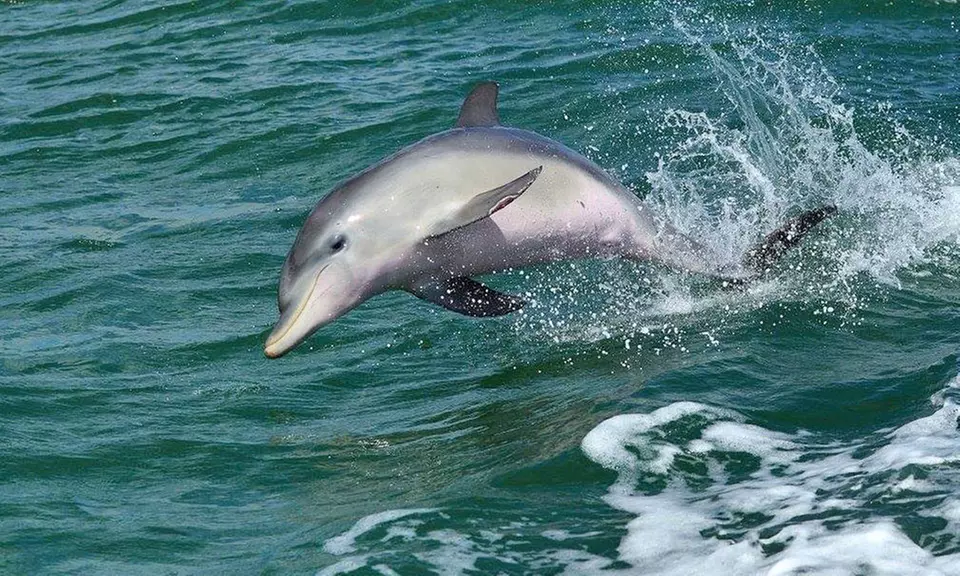 90-Minute Dolphin Cruise for One ($17), Two ($33), or Four People ($54) with Mandurah Dolphin Tours (Up to $112 Value) - Primary Image