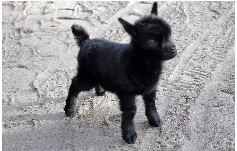 Familien-Tageskarte für den Solinger Vogel- und Tierpark