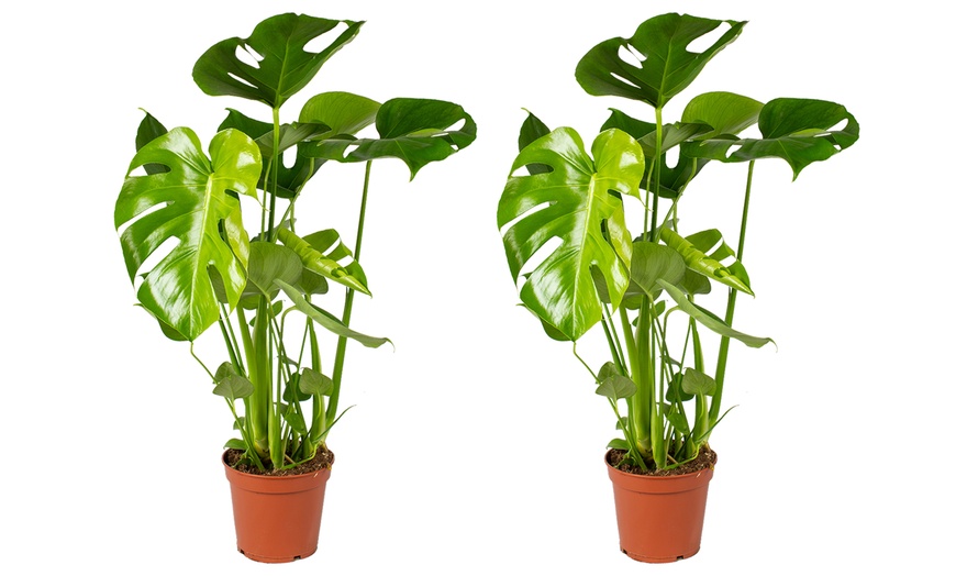 Image 3: 1x oder 2x XL Fensterblatt Pflanze Monstera Deliciosa