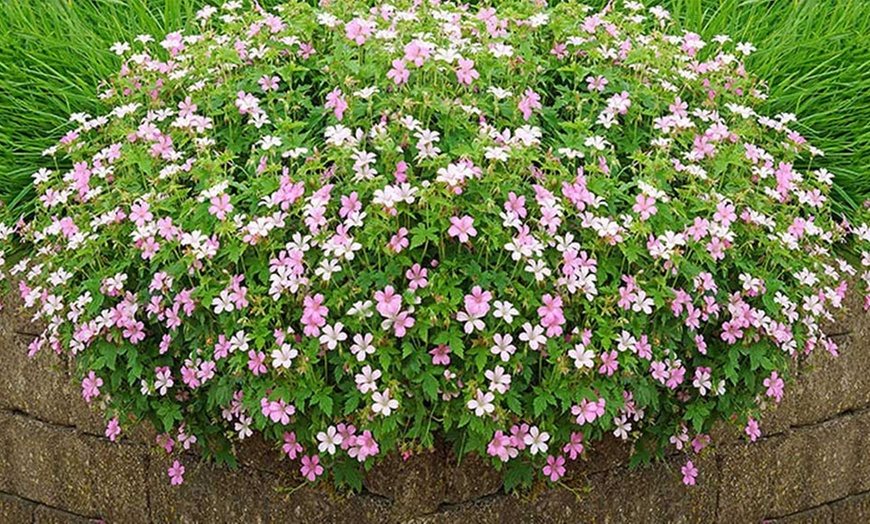 Image 1: 12 Hardy Geranium Rose Clair Plants