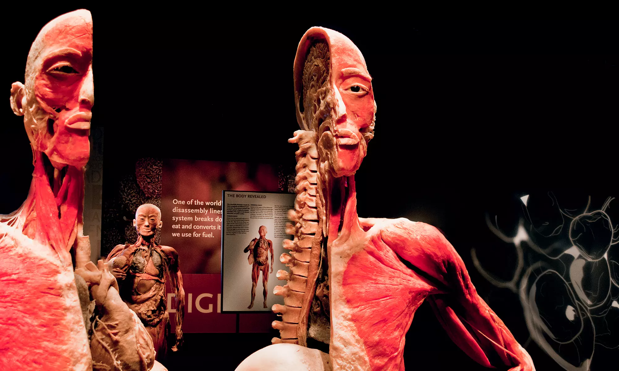 "Titanic: The Artifact Exhibition" or "Bodies: The Exhibition" through November 16 (Up to 40% Off) - Primary Image
