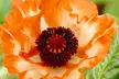 Mixed Varieties of Poppies Bare Root Plants (3- or 5-Pack) - Second Medium