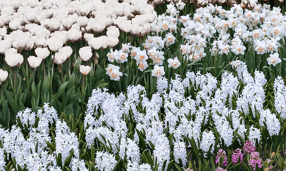 All White Flower Garden Collection (25-Bulbs) - Primary Image