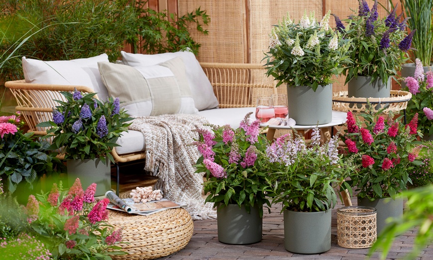 Image 2: 2 arbustos de las mariposas enanos, entregados en maceta