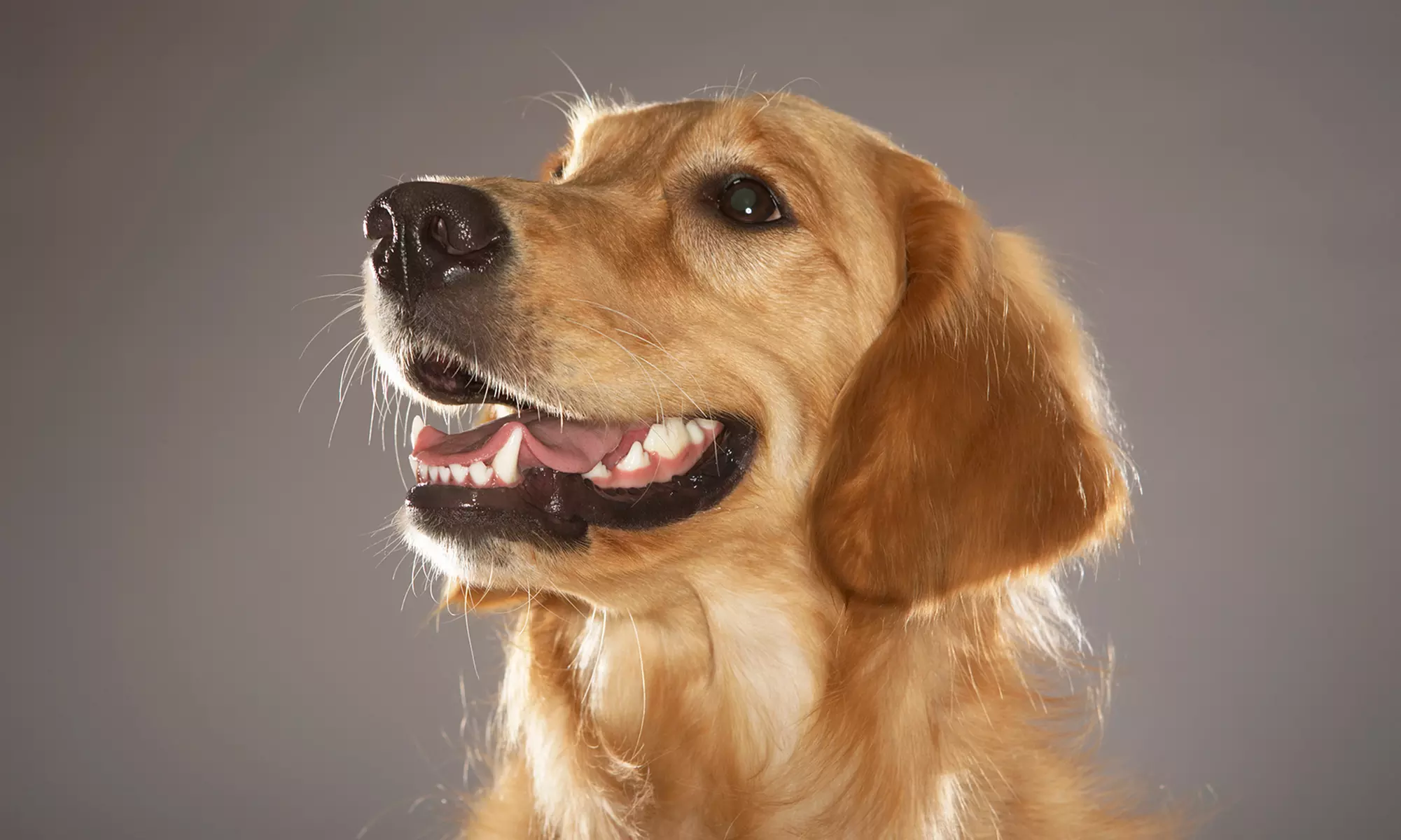 $5 for a One-Year Dog-Park Membership at Dog Bar ($10 Value) - Primary Image