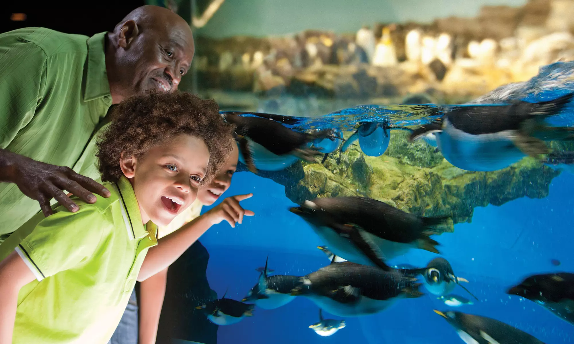 Admission for a Child or Adult to SeaWorld San Antonio (Up to 50% Off) - Second Medium