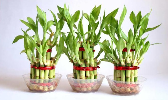 Lucky Bamboo Groupon Goods