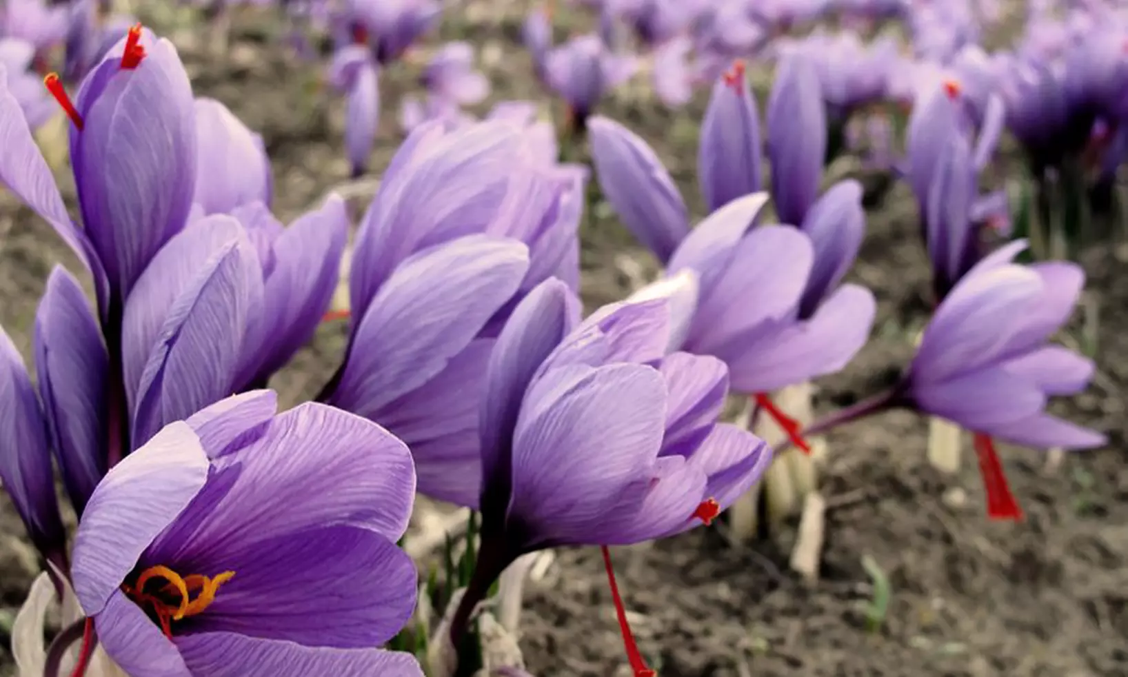 Pre-order Saffron Crocus Bulbs (20 bulbs) - Primary Image