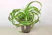 Spider Plant 'Bonnie' in 3", 4", 6", and 8" sizes with Free Shipping – Easy Care & Air-Purifying Indoor and Outdoor Plants Up to 15%Off - Second Medium