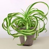 Image 7: Spider Plant 'Bonnie' in 3", 4", 6", and 8" sizes – Easy Care & Air-Purifying with Free Shipping Up to 15%Off