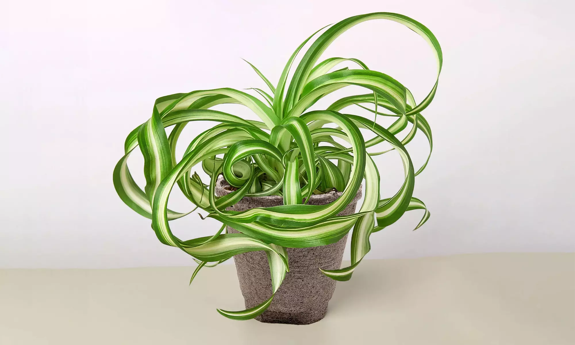 Curly Charm: Spider Plant 'Bonnie' – Easy Care & Air-Purifying from House Plant Shop with Free Shipping Up to 15%Off