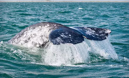 Three-Hour Winter Whale-Watching Cruise for One, Two, or Four at H&M Landing (Up to 55% Off) - Primary Image