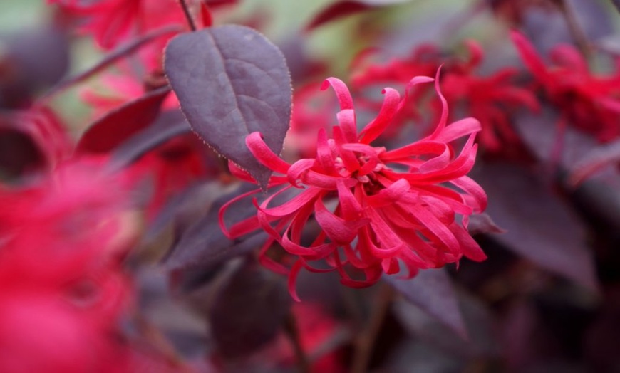 Image 2: Two Chinese Witch Hazel Shrubs