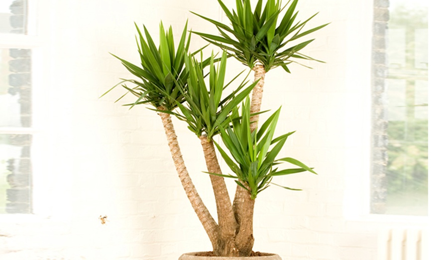 Image 1: Potted Yucca Tree 