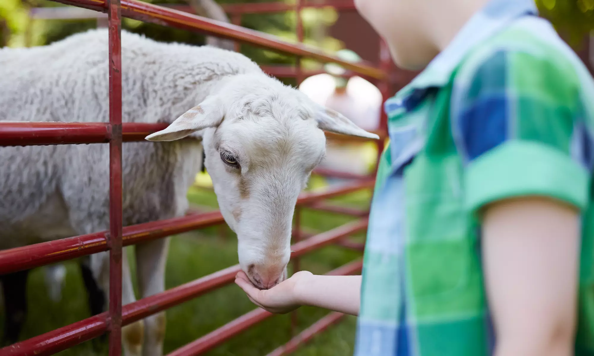 $50 for $100 Worth of Petting-Zoo Visits — Monkey See Monkey Do Exotic Petting Zoo - Primary Image