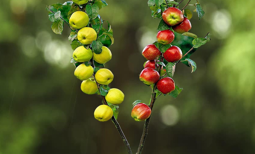 Image 5: Duo and Trio Fruit Trees