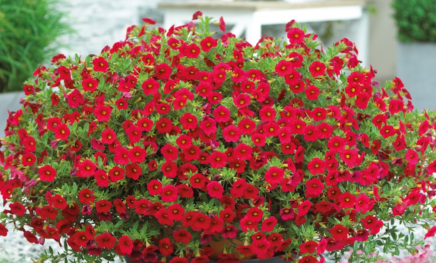 Image 3: Calibrachoa Million Bells Plant