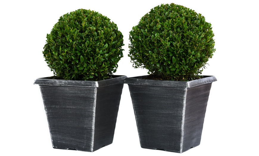 Image 5: Up to Two Buxus Sempervivum Ball Plants with Optional Biscotti Planter