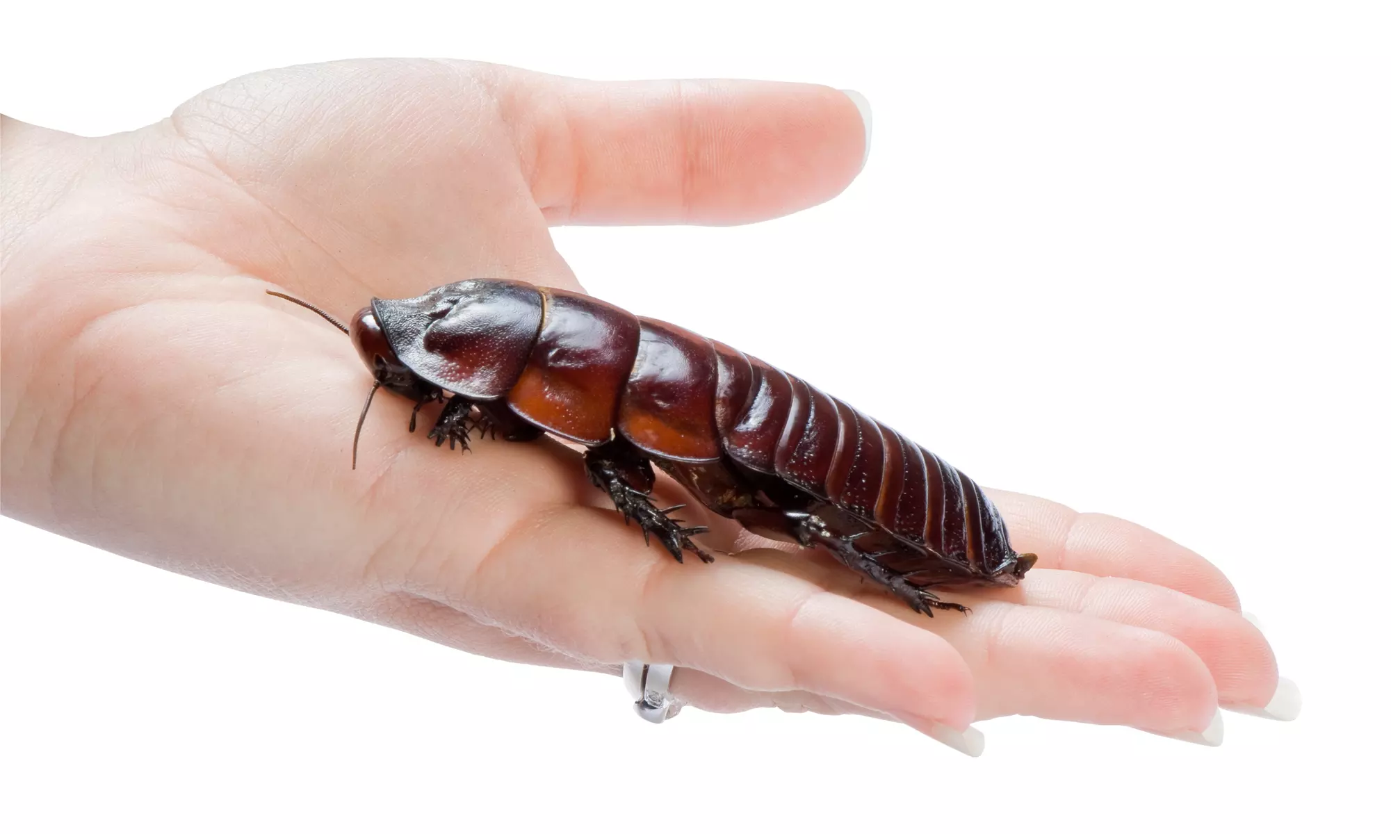 Preventative Pest-Control Treatments at EcoSmart Pest Solutions (Up to 61% Off)  - Primary Image