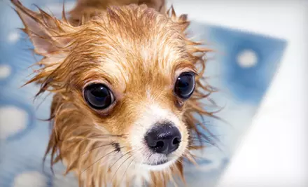 Veterinary or Grooming Services at Dr. Shane's Veterinary Medical Center (Up to 55% Off). Three Options Available. - Primary Image